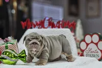 Jack, a male English Bulldog for sale in Miami, FL – Photo 1 of 6