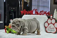 Jack, a male English Bulldog for sale in Miami, FL – Photo 4 of 6