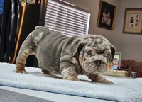Ayra, a female English Bulldog for sale in Miami, FL – Photo 5 of 5