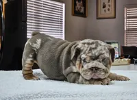 Ayra, a female English Bulldog for sale in Miami, FL – Photo 4 of 5