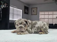 Ayra, a female English Bulldog for sale in Miami, FL – Photo 2 of 5