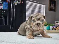 Ayra, a female English Bulldog for sale in Miami, FL – Photo 3 of 5