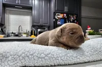 Koda, a male English Bulldog for sale in Miami, FL – Photo 2 of 5