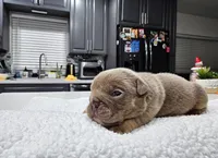 Koda, a male English Bulldog for sale in Miami, FL – Photo 4 of 5