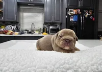 Koda, a male English Bulldog for sale in Miami, FL – Photo 1 of 5