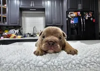 Koda, a male English Bulldog for sale in Miami, FL – Photo 3 of 5