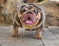 Koda, a male English Bulldog for sale in Miami, FL – Photo 5 of 5