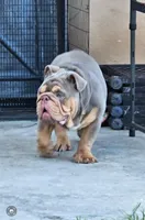 Bubba, a male English Bulldog for sale in Miami, FL – Photo 2 of 5