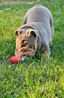 Bubba, a male English Bulldog for sale in Miami, FL – Photo 4 of 5