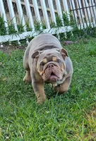 Bubba, a male English Bulldog for sale in Miami, FL – Photo 1 of 5