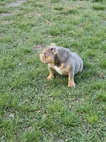 Bubba, a male English Bulldog for sale in Miami, FL – Photo 5 of 5