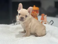 Zoe, a female French Bulldog for sale in Miami, FL – Photo 1 of 6