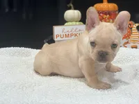 Zoe, a female French Bulldog for sale in Miami, FL – Photo 2 of 6