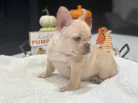 Zoe, a female French Bulldog for sale in Miami, FL – Photo 4 of 6