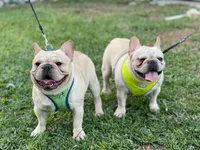 Zoe, a female French Bulldog for sale in Miami, FL – Photo 5 of 6