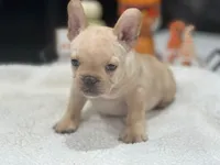 Zoe, a female French Bulldog for sale in Miami, FL – Photo 6 of 6