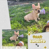 Canelo, a male French Bulldog for sale in Miami, FL – Photo 1 of 4