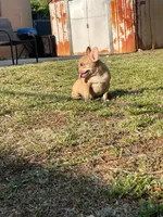 Canelo, a male French Bulldog for sale in Miami, FL – Photo 3 of 4