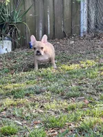 Canelo, a male French Bulldog for sale in Miami, FL – Photo 2 of 4