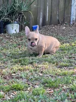 Canelo, a male French Bulldog for sale in Miami, FL – Photo 4 of 4