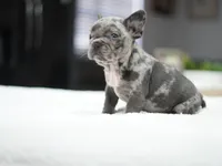 Daisy, a female French Bulldog for sale in Miami, FL – Photo 4 of 5