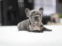 Daisy, a female French Bulldog for sale in Miami, FL – Photo 1 of 5