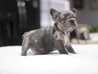 Daisy, a female French Bulldog for sale in Miami, FL – Photo 3 of 5