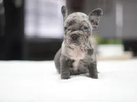 Daisy, a female French Bulldog for sale in Miami, FL – Photo 2 of 5