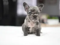 Daisy, a female French Bulldog for sale in Miami, FL – Photo 5 of 5