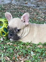 Wylie, a male French Bulldog for sale in Miami, FL – Photo 4 of 4