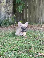 Wylie, a male French Bulldog for sale in Miami, FL – Photo 2 of 4