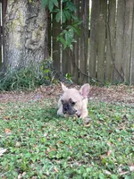 Wylie, a male French Bulldog for sale in Miami, FL – Photo 3 of 4
