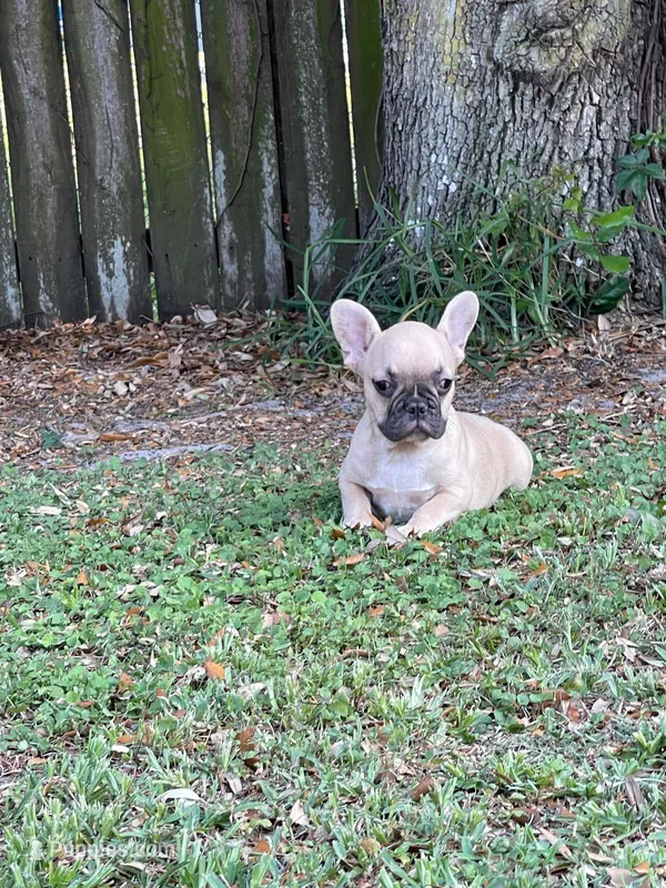 Wylie, a male French Bulldog for sale in Miami, FL – Photo 1 of 4