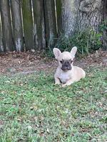 Wylie, a male French Bulldog for sale in Miami, FL – Photo 1 of 4