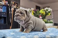 Kilo, a male English Bulldog for sale in Miami, FL – Photo 1 of 5