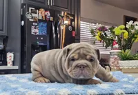 Kilo, a male English Bulldog for sale in Miami, FL – Photo 4 of 5