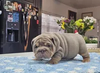 Kilo, a male English Bulldog for sale in Miami, FL – Photo 2 of 5