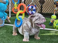 BLAKE, a male English Bulldog for sale in Miami, FL – Photo 4 of 6
