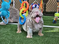 BLAKE, a male English Bulldog for sale in Miami, FL – Photo 2 of 6