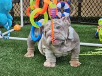 BLAKE, a male English Bulldog for sale in Miami, FL – Photo 5 of 6