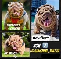 BLAKE, a male English Bulldog for sale in Miami, FL – Photo 6 of 6