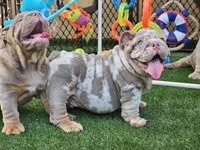 BLAKE, a male English Bulldog for sale in Miami, FL – Photo 1 of 6