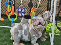 BLAKE, a male English Bulldog for sale in Miami, FL – Photo 3 of 6