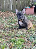 Buddy, a male French Bulldog for sale in Miami, FL – Photo 2 of 4