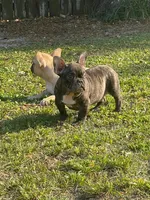 Buddy, a male French Bulldog for sale in Miami, FL – Photo 4 of 4