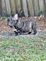 Buddy, a male French Bulldog for sale in Miami, FL – Photo 1 of 4