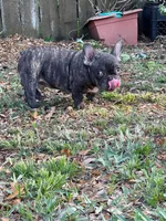 Buddy, a male French Bulldog for sale in Miami, FL – Photo 3 of 4