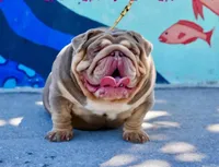 Bronny, a male English Bulldog for sale in Miami, FL – Photo 5 of 5