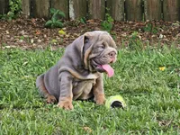 Bronny, a male English Bulldog for sale in Miami, FL – Photo 1 of 5