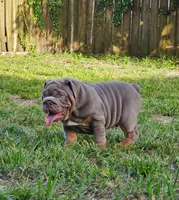 Bronny, a male English Bulldog for sale in Miami, FL – Photo 4 of 5